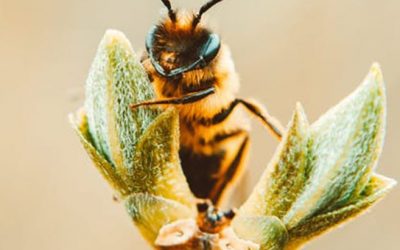 Día mundial de las abejas