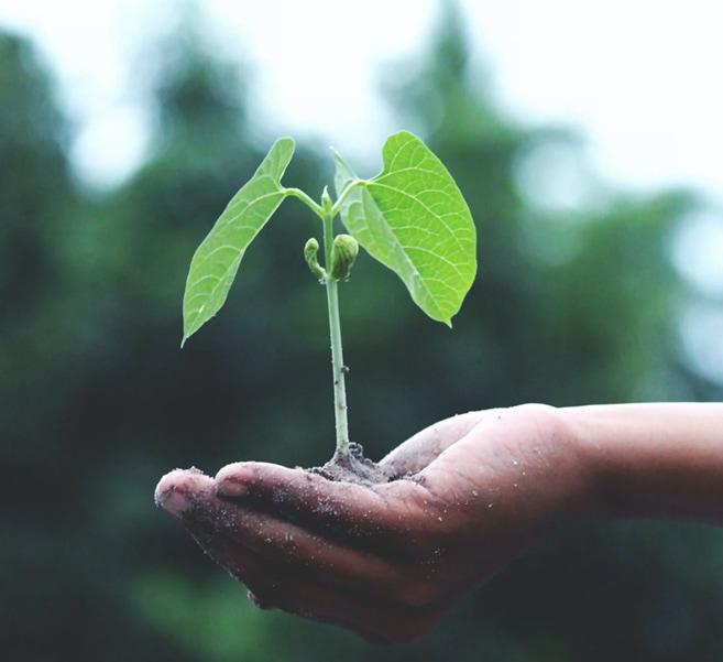 Día mundial del medio ambiente: reflexionando nuestra relación con el entorno