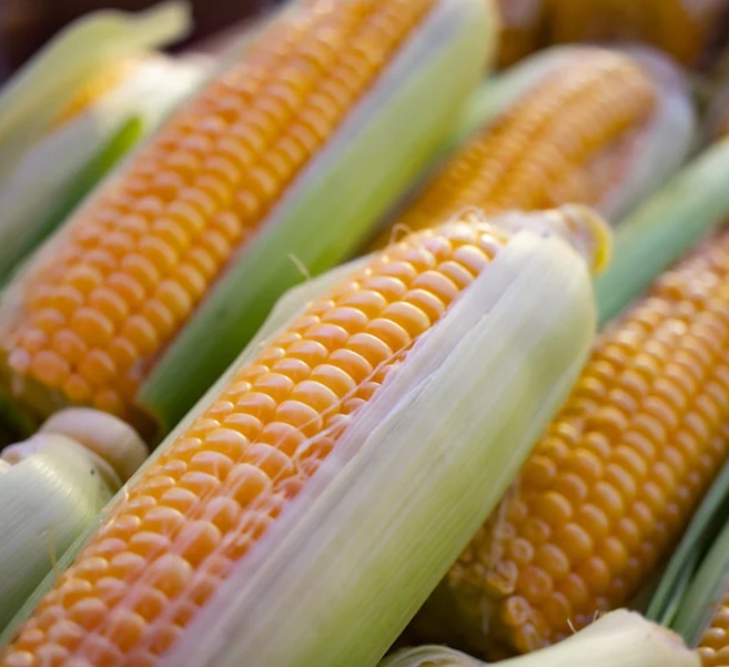 El maíz como cultivo multipropósito
