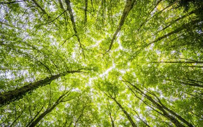Taller de Medio Ambiente