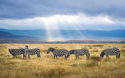 Visita African Safari